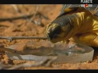 2/3 - Madagascar, des millions pour la deforestation