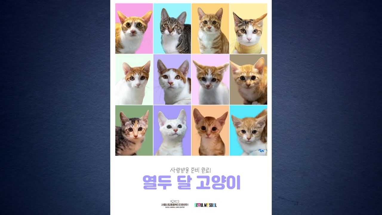 [서울] 서울시, 긴급 구조 고양이 12마리 공개 입양 추진 / YTN