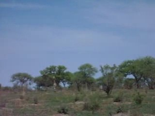 Girafes au parc de Waza