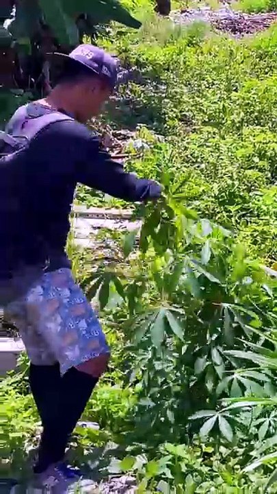 Masak sidat bambu