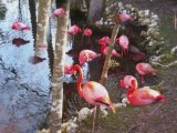 Florida Flamingos at Homosassa Springs