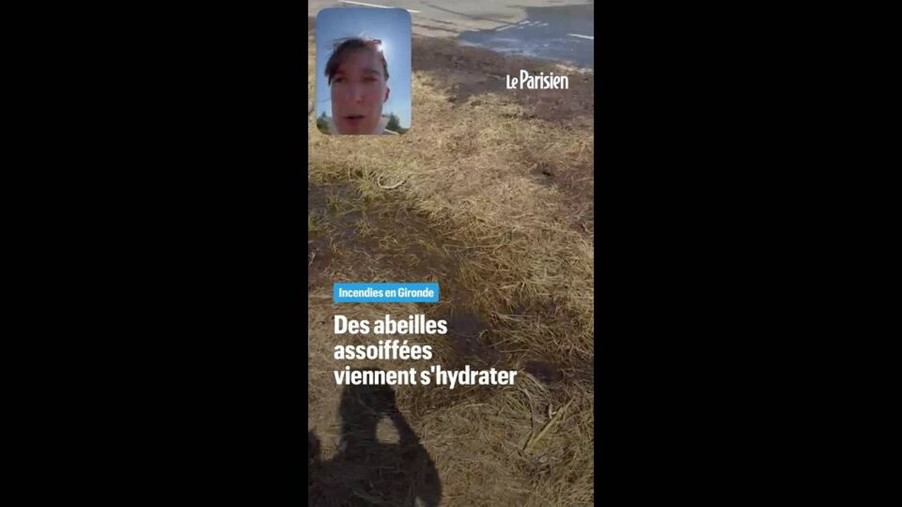 Feux en Gironde : des abeilles assoiffées viennent s'hydrater