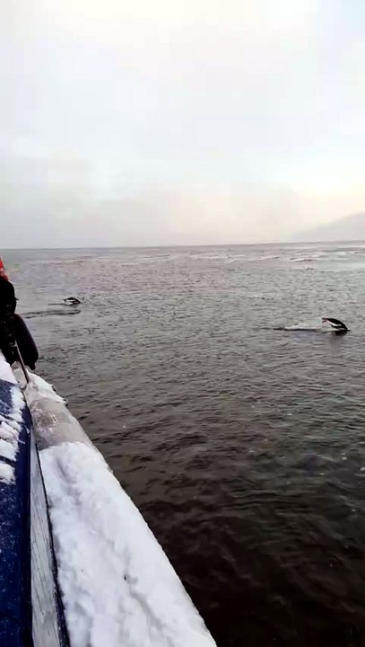 Débarquement de manchots sur une plage
