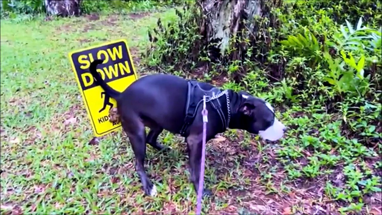 Son chien ne respecte rien, pas même les panneaux