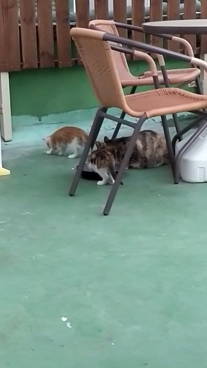 test chat