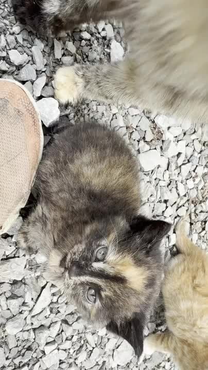 Rescued Cat Leads Owner to Hidden Kittens