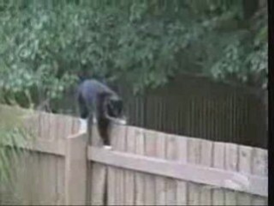 Betisier chats  betisier amusant