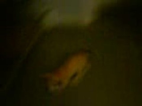 chat qui joue à la baballe