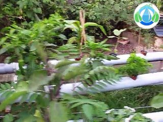 Hydrotown Saison 2008 (Fin juillet)