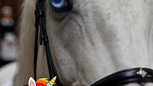 Chatty Pony Cupid - Perfect Husband | Talking Horse Romance & Secret Love