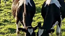 Did you know Cows have best friends