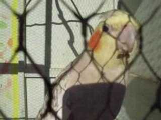 un trés beaux oiseaux le calopsitte