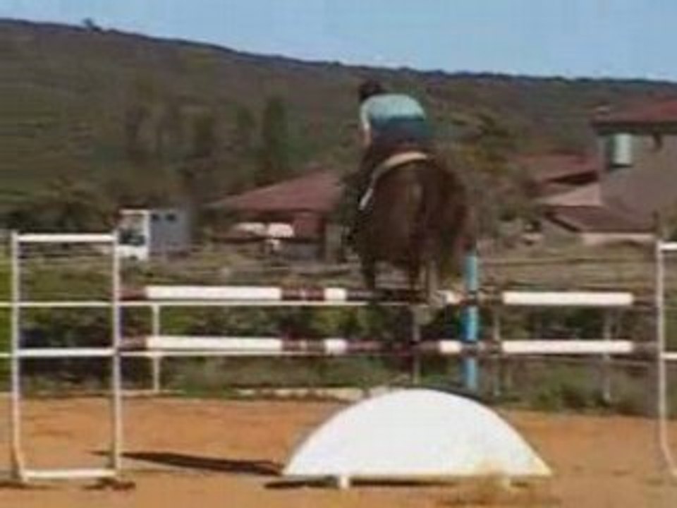 hongre 5 ans a l obstacle