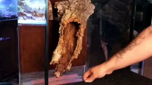 Le construí un hogar increíble a la rana más tierna del mundo (Cloud)