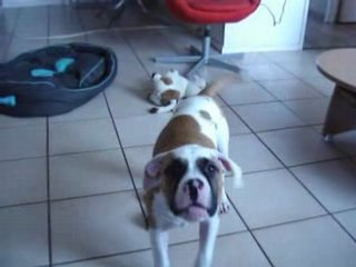 bouledogue americain 3mois et demi