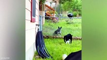 Best Viral Animal Moments 😂 Funny Dogs, Cats & Cute Pets Going Crazy