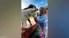 Best Animal Videos 😂 Funniest Dogs & Cats You Haven’t Seen Yet | Try Not To Laugh