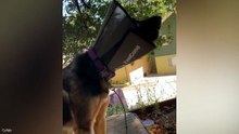 Funniest Dogs Ever 😂 Funny Cats, Cute Pets & Animal Fails Compilation