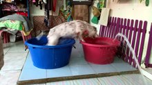 Crazy Dogs & Funny Cats 😂 The Best Hilarious Animal Videos Compilation