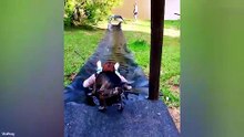 Funny Dog & Cat Moments 😂 Cute Pets Doing Absolutely Hilarious Things