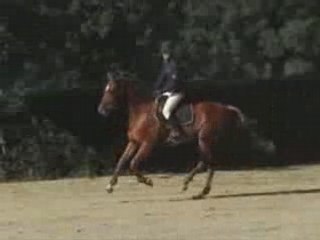 Quid de la collerie CCE  Moulins 4 ans classique