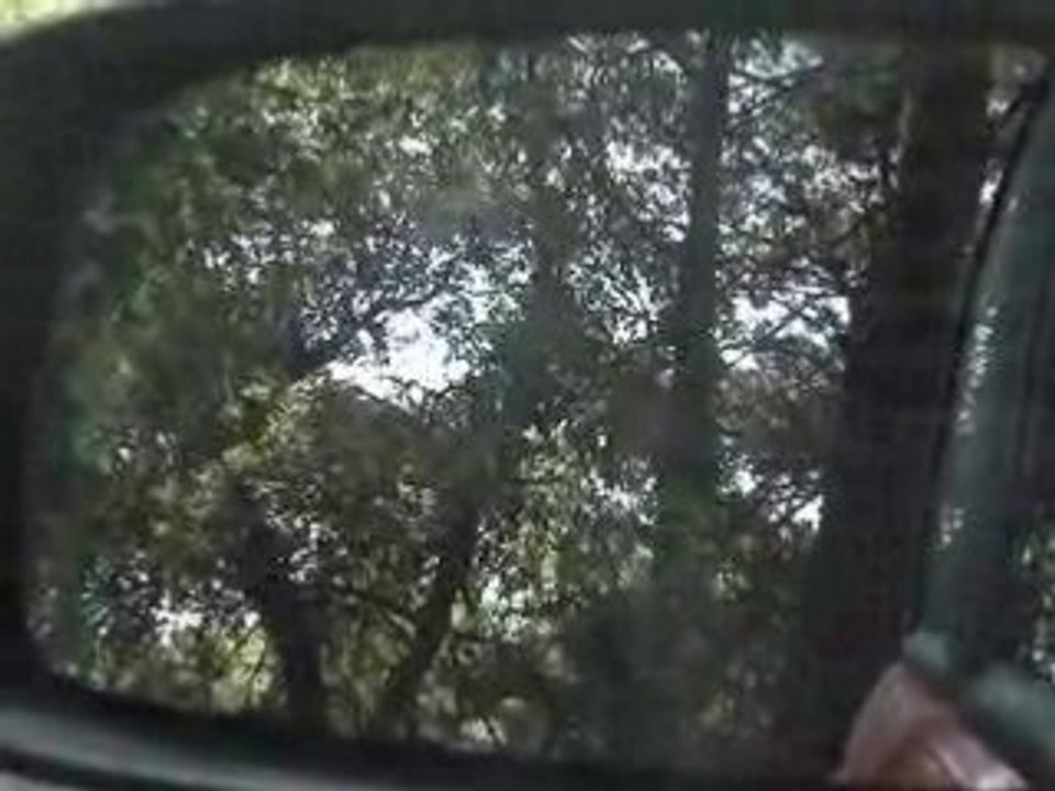 test panda