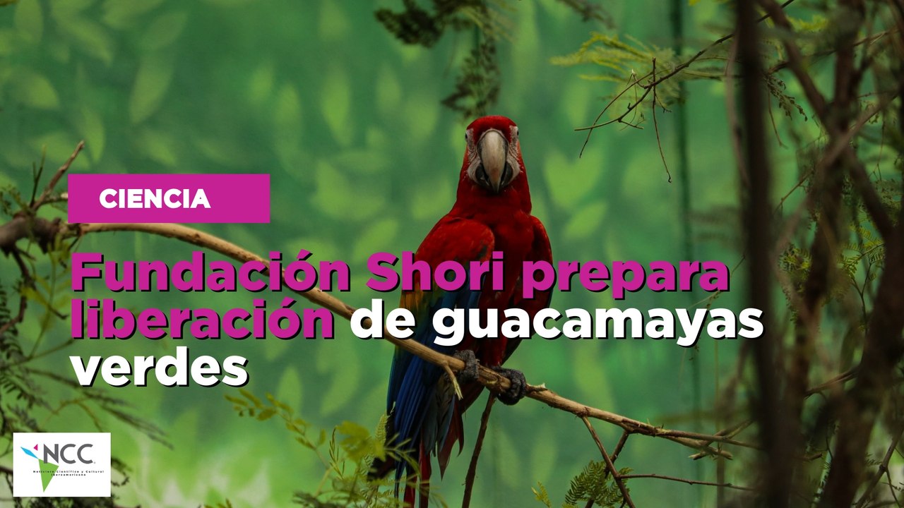 Fundación Shori prepara liberación de guacamayas verdes
