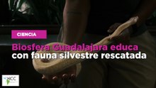 Biosfera Guadalajara educa con fauna silvestre rescatada