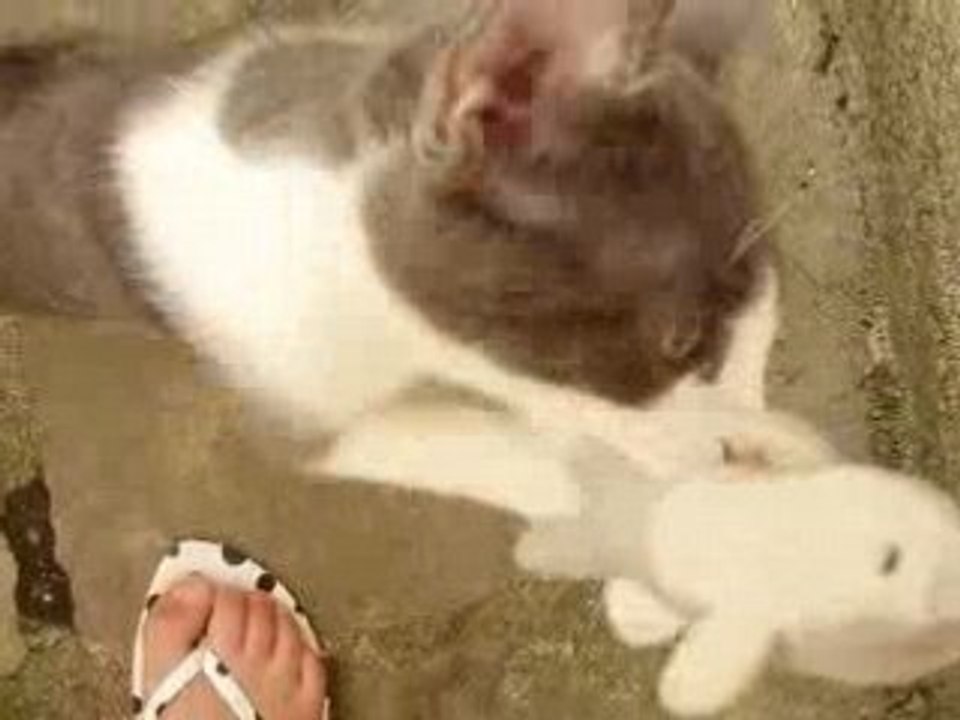 chaton trop trop mimi mignon