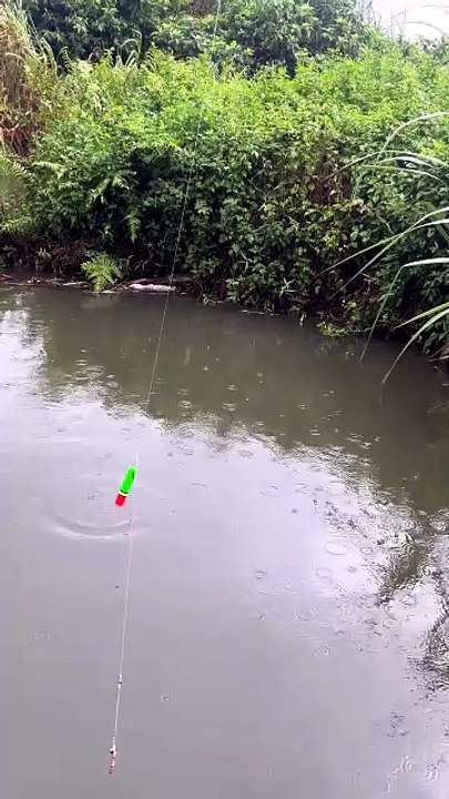 Catching a Giant Fish in the Rain! 🌧️🐟🎣 You Won’t Believe the Size! 🔥