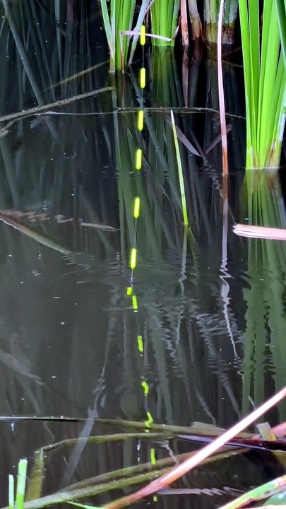 Catching a Giant Carp Hidden in the Reeds! 🌿🐟...