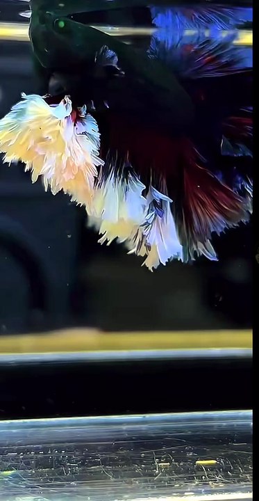 Look at the Colors of This Betta Fish! 🐠🌈