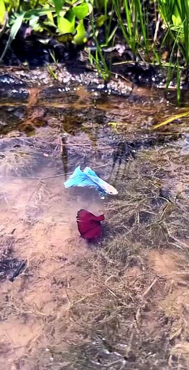 How Are Betta Fish Caught in the Wild? 🐠🌿