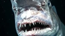 🦈🌊👹 It looks like a creature from a horror film, but it's been swimming in our oceans for 125 million years.