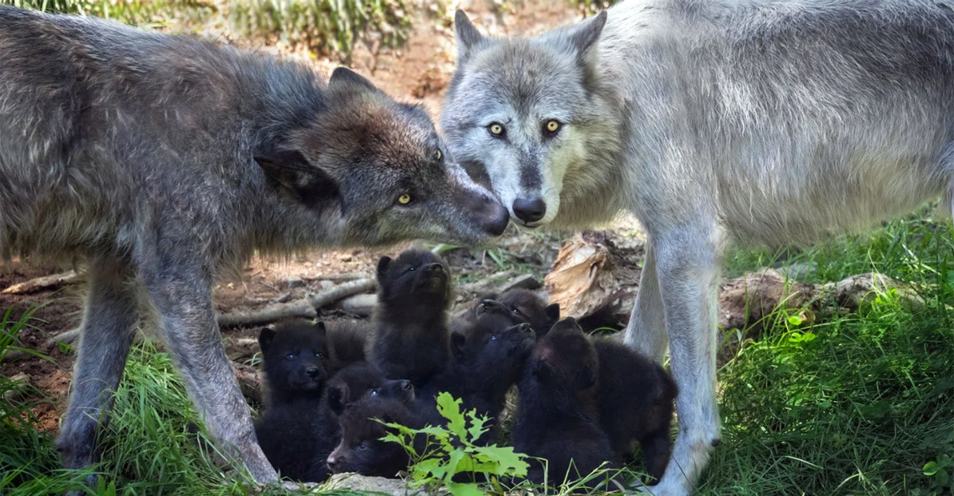 Meet 12 Animals and Their Zero-Tolerance Immigration Policy