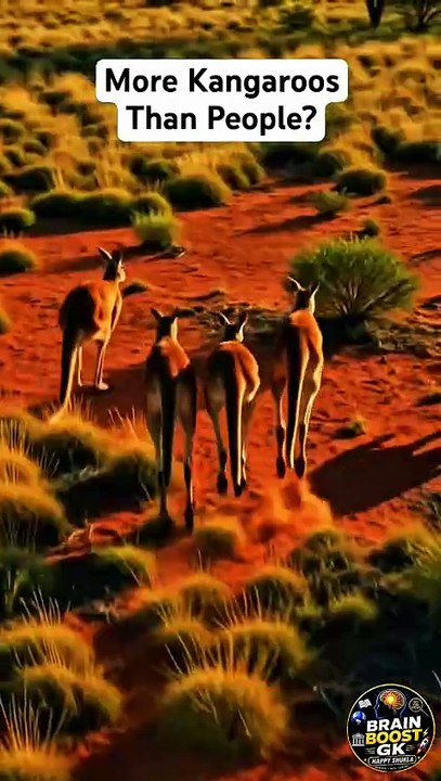 🦘😱 Kya Australia Me Insaano Se Zyada Kangaroo Hain? Sach Jaankar Hairan Reh Jaoge! #shorts