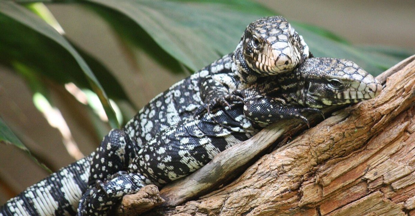 12 Ways Argentine Tegus Are Reshaping Ecosystems