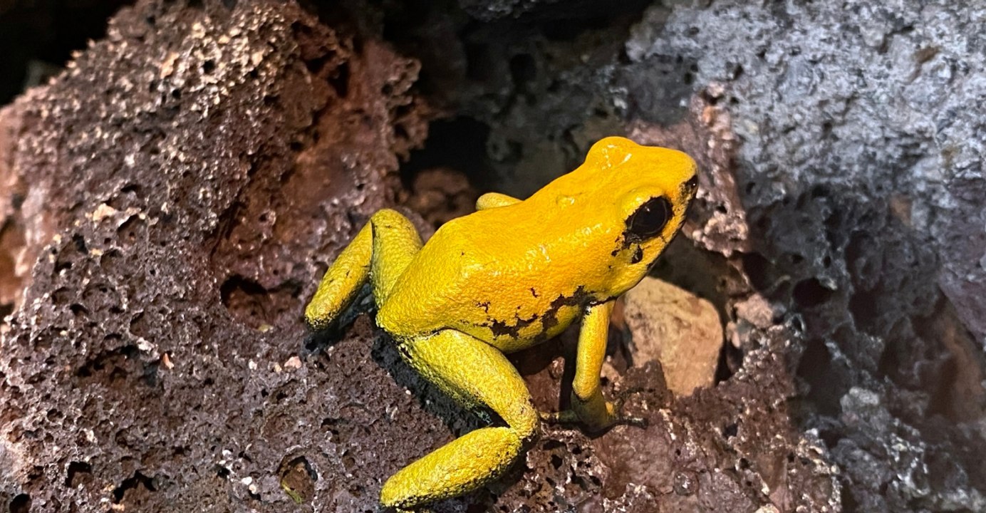 12 Stunning Yet Deadly Poison Frogs You Should Fear