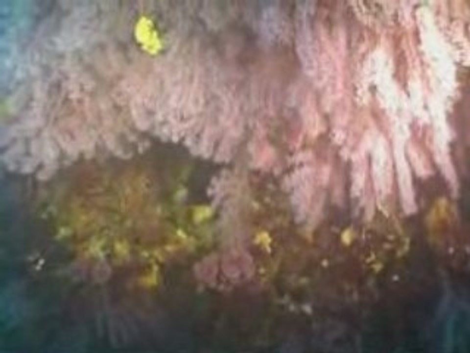 Corail rouge