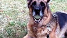 🤣🤣Funny German Shepherd dogs 😍😍😍#dogs#teel😍😍😍s#dogs🐾🐾🐾🐾🐾#viralvedio#folow me