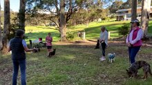 More dogs taught to snuffle truffles amid boom in demand for delicacy