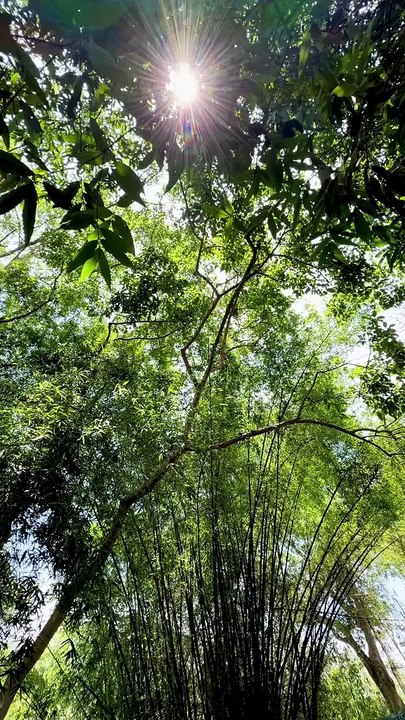 Koi Fish