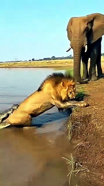 Lions vs Crocodiles: Fierce Battles for Territory and Survival