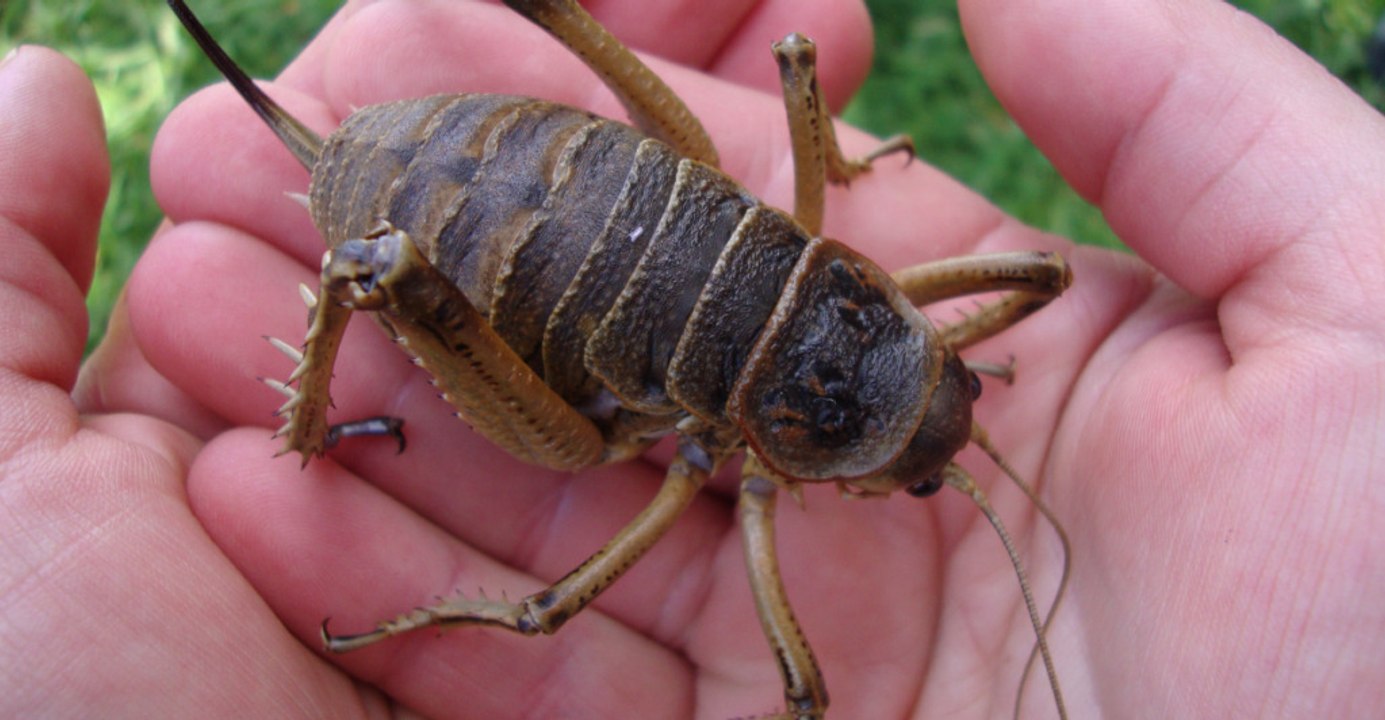 Meet America’s 11 giant insects and where to find them