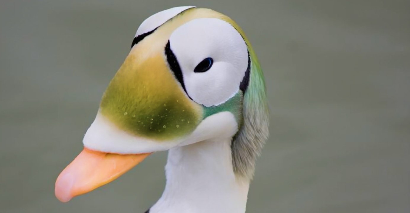 12 Fascinating American Duck Breeds in the Wild
