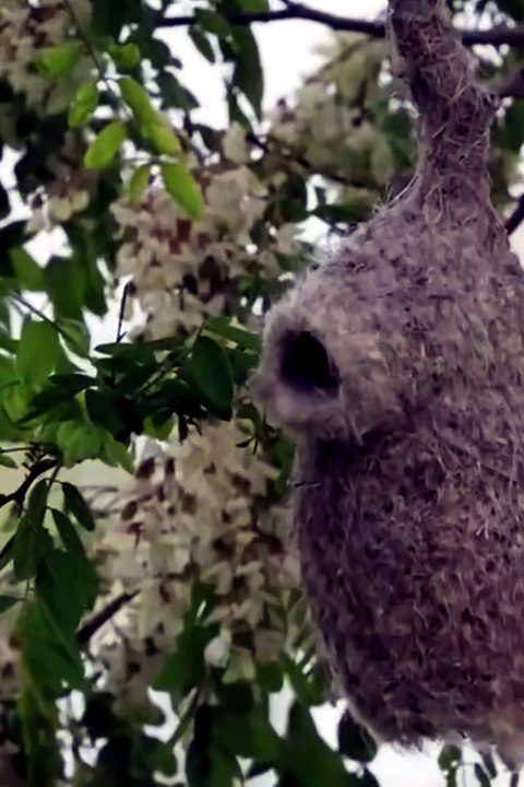 Wildlifes short EP01