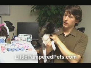 Dog Boots-How to Choose the Best Pet Booties