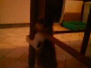 Les chatons jouent