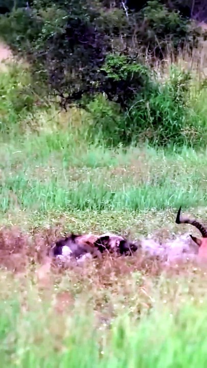 Breathtaking Safari Video Of An African Wild Dog Hunting An Impala Trapped In Deep Mud