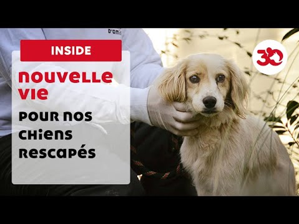 Ces Chiens Rescapés Sont Aujourd'Hui Choyés Dans Notre Refuge | Sauvetage d'animaux